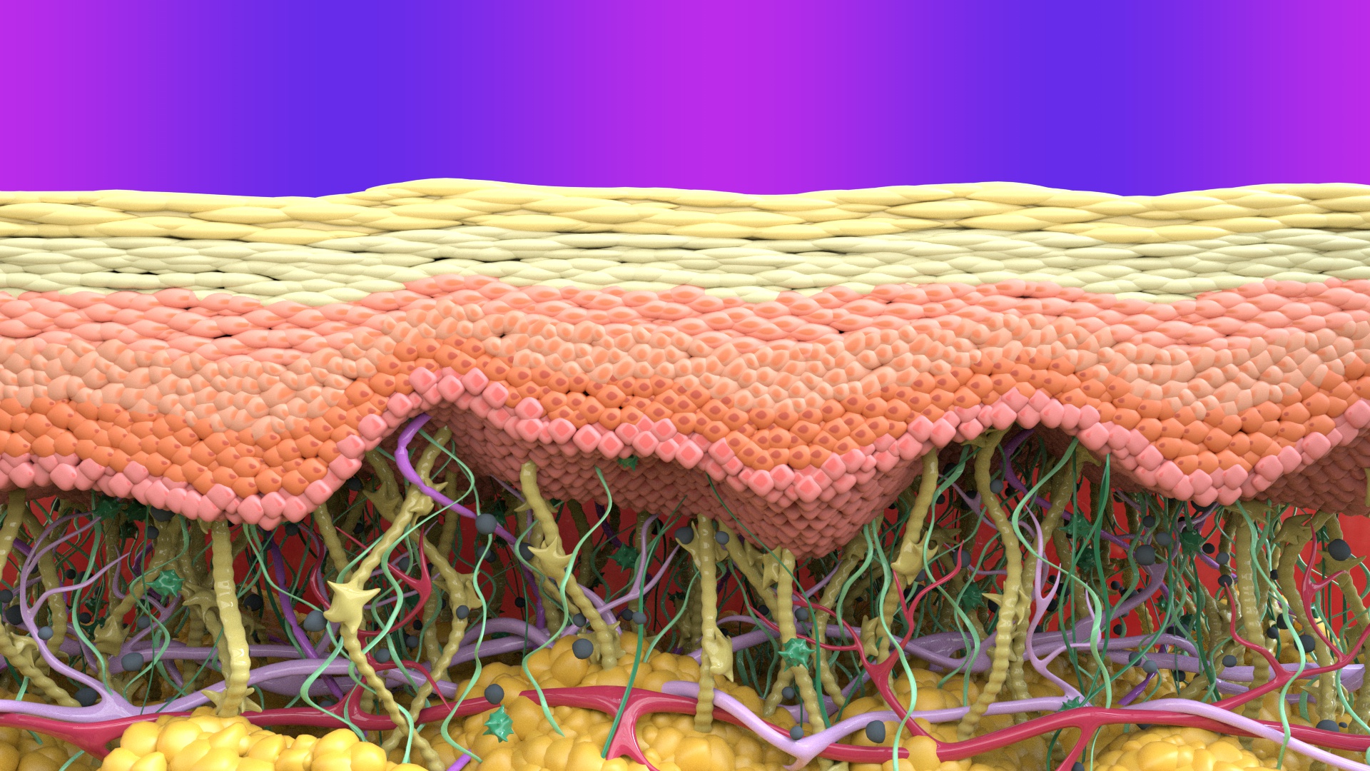 Cross-section of skin layers under UVA and UVB light